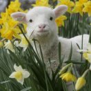 二十年前旧板桥 头像