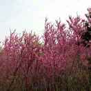 科淇|ahaschool 头像