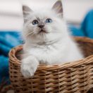 顾江波 💘 🔥 🔥 🇨🇳 头像