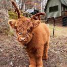 *ST烧鸡.🐓 头像