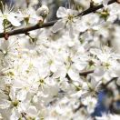 邵科.雪夜 头像