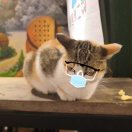 知了 头像