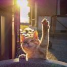 是糕呀🦕 头像