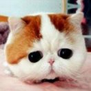 地主家的傻闺女 头像