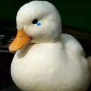 小嘘嘘 🐷 🐷 头像