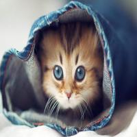 cindy的喵喵 头像