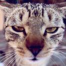 海贼船长-RZ1033 头像