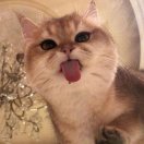 寂静的音符 头像