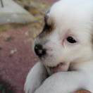 小眼镜-宋志文 头像