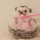 怂包蛋小气青 头像