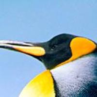 我不想做图 头像