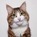 再不睡就秃了 头像