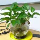 爱笑的张飞 头像