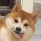 霸气小肥鹅 头像