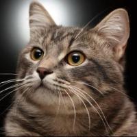 大圣~猴哥 头像