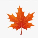 枫叶 头像
