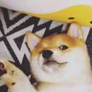 心静自然凉 头像