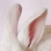 番茄呀呀呀@ 头像