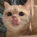 老劉家正宗大頭蝦🦐 头像