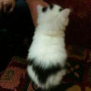 海忠-招招爸 (ฅ*ω*ฅ) 头像