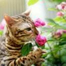 A猛虎嗅蔷薇 头像