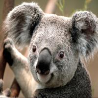 米开朗基罗房东 头像