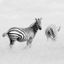 Jean Ces花在人间 头像