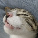 少了4颗牙 头像