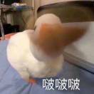 琪琪cl77 头像