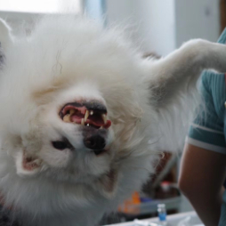 小林天下第一 头像