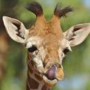 够不着够不着🤥 头像