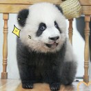 乌龟走着走着就不见了 头像