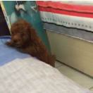 青菜白玉汤 头像