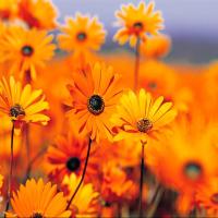 Asura哆啦美 头像