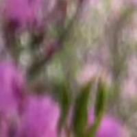 放星星的小月亮 头像