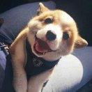 月亮说它忘记了 头像