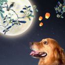 地球小盆友 头像