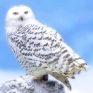 落雪无痕 头像