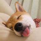 匆是青的松 头像