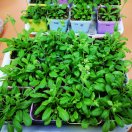 Lucas'小仙女 头像