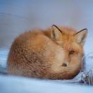 NGC2237号星云 头像