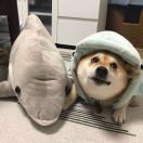 🐶KKKKKyle🐶 头像