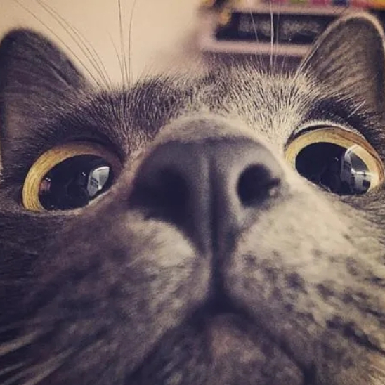 未进化的程序猿 头像