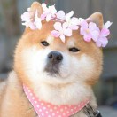 悟忄🙌Stephen 头像