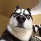 林黛玉倒拔垂杨柳 头像