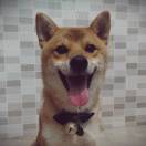 我家有只掉毛怪🐶 头像