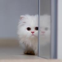 你不是我的猫 头像