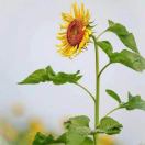 劉鸡毛🥳 头像