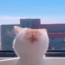 社会主义核心价值观 头像