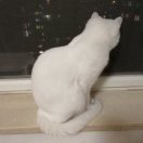 莫斯科郊外的晚上 头像